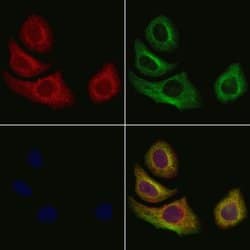 Invitrogen Uteroglobin Polyclonal Antibody 100 &mu;L; Unconjugated:Antibodies,
