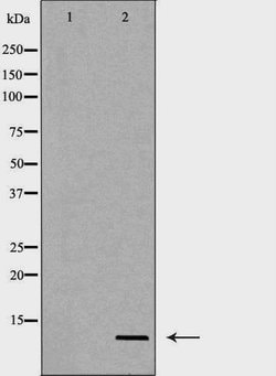 Invitrogen Uteroglobin Polyclonal Antibody 100 &mu;L; Unconjugated:Antibodies,