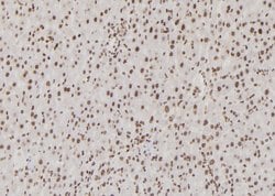 Invitrogen USF1 Polyclonal Antibody 100 &mu;L; Unconjugated:Anticuerpos