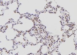 Invitrogen POLR2E Polyclonal Antibody 100 &mu;L; Unconjugated:Antibodies,