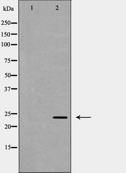 Invitrogen POLR2E Polyclonal Antibody 100 &mu;L; Unconjugated:Antibodies,