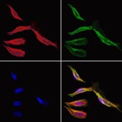 Invitrogen HMBS Polyclonal Antibody 100 &mu;L; Unconjugated:Antibodies,