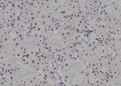 Invitrogen POLR2C Polyclonal Antibody 100 &mu;L; Unconjugated:Antibodies,