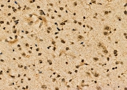 Invitrogen POLR2C Polyclonal Antibody 100 &mu;L; Unconjugated:Antibodies,