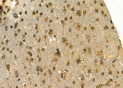 Invitrogen POLR2C Polyclonal Antibody 100 &mu;L; Unconjugated:Antibodies,