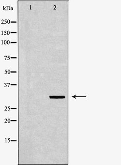 Invitrogen POLR2C Polyclonal Antibody 100 &mu;L; Unconjugated:Antibodies,