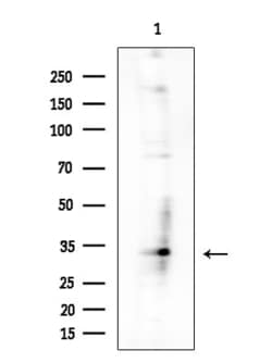 Invitrogen POLR2C Polyclonal Antibody 100 &mu;L; Unconjugated:Antibodies,