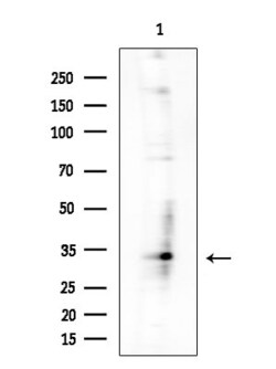 Invitrogen POLR2C Polyclonal Antibody 100 &mu;L; Unconjugated:Antibodies,