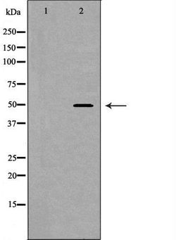 Invitrogen MOK Polyclonal Antibody 100 &mu;L; Unconjugated:Antibodies,