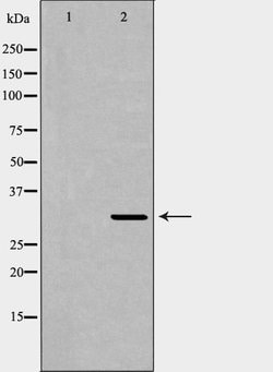 Invitrogen XRCC2 Polyclonal Antibody 100 &mu;L; Unconjugated:Antibodies,