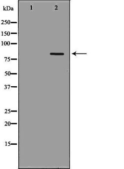 Invitrogen POLH Polyclonal Antibody 100 &mu;L; Unconjugated:Antibodies,