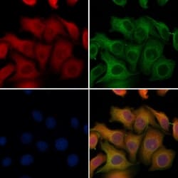 SFTPC Polyclonal Antibody, Invitrogen 100 &mu;L; Unconjugated:Antibodies,