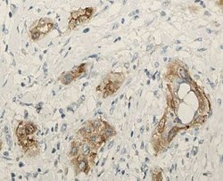 SFTPC Polyclonal Antibody, Invitrogen 100 &mu;L; Unconjugated:Antibodies,