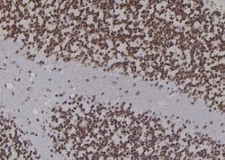 Invitrogen DNA Ligase I Polyclonal Antibody 100 &mu;L | Buy Online | Invitrogen&trade; | Fisher Scientific