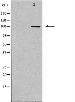 Invitrogen DNA Ligase I Polyclonal Antibody 100 &mu;L | Buy Online | Invitrogen&trade; | Fisher Scientific