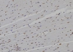 Invitrogen POLR2D Polyclonal Antibody 100 &mu;L; Unconjugated:Antibodies,