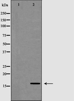 Invitrogen POLR2D Polyclonal Antibody 100 &mu;L; Unconjugated:Antibodies,