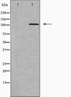 Invitrogen DNA Ligase III Polyclonal Antibody 100 &mu;L; Unconjugated:Antibodies,