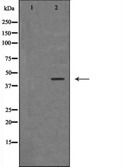 Invitrogen RAD9 Polyclonal Antibody 100 &mu;L; Unconjugated:Antibodies,