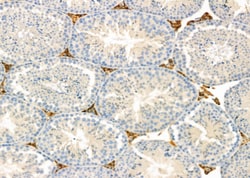 Invitrogen CADM1 Polyclonal Antibody 100 &mu;L; Unconjugated:Antibodies,