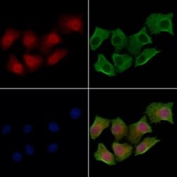 Invitrogen HOXA9 Polyclonal Antibody 100 &mu;L; Unconjugated:Antibodies,