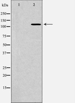 Invitrogen Bub1 Polyclonal Antibody 100 &mu;L; Unconjugated:Antibodies,
