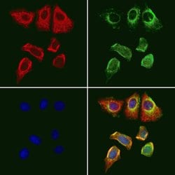 Invitrogen GPX4 Polyclonal Antibody 100 &mu;L; Unconjugated:Antibodies,