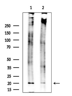 Invitrogen GPX4 Polyclonal Antibody 100 &mu;L; Unconjugated:Antibodies,