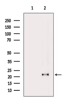 Invitrogen GPX4 Polyclonal Antibody 100 &mu;L; Unconjugated:Antibodies,