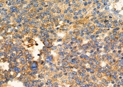 Invitrogen RCAS1 Polyclonal Antibody 100 &mu;L; Unconjugated:Antibodies,