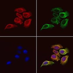 Invitrogen RCAS1 Polyclonal Antibody 100 &mu;L; Unconjugated:Antibodies,