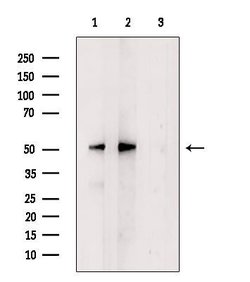 Invitrogen U2AF2 Polyclonal Antibody 100 &mu;L; Unconjugated:Antibodies,