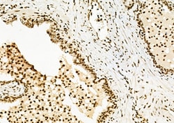 Invitrogen POLI Polyclonal Antibody 100 &mu;L | Buy Online | Invitrogen&trade; | Fisher Scientific