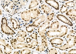 Invitrogen POLI Polyclonal Antibody 100 &mu;L | Buy Online | Invitrogen&trade; | Fisher Scientific