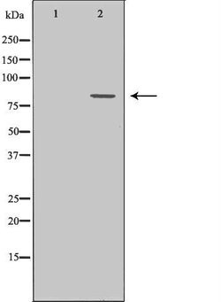 Invitrogen POLI Polyclonal Antibody 100 &mu;L | Buy Online | Invitrogen&trade; | Fisher Scientific
