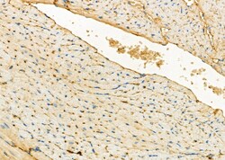 Invitrogen ODC1 Polyclonal Antibody 100 &mu;L; Unconjugated:Antibodies,