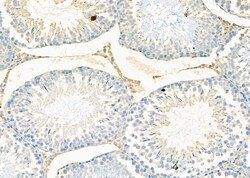 Invitrogen ODC1 Polyclonal Antibody 100 &mu;L; Unconjugated:Antibodies,