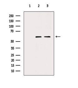 Invitrogen TCP1 Polyclonal Antibody 100 &mu;L; Unconjugated:Antibodies,