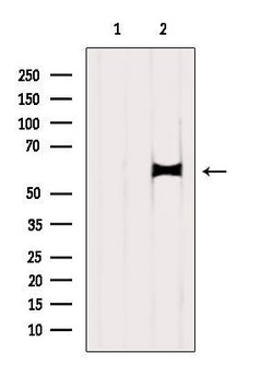 Invitrogen TCP1 Polyclonal Antibody 100 &mu;L; Unconjugated:Antibodies,