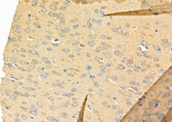 UBE2D1 Polyclonal Antibody 100 &mu;L | Buy Online | Thermo Scientific | Fisher Scientific