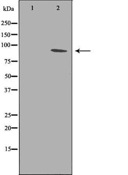 Invitrogen PTPRA Polyclonal Antibody 100 &mu;L; Unconjugated:Antibodies,