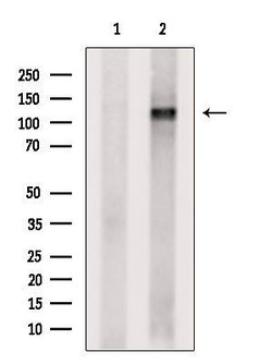 Invitrogen IPO5 Polyclonal Antibody 100 &mu;L | Buy Online | Invitrogen&trade; | Fisher Scientific