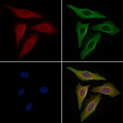 Invitrogen eIF5A Polyclonal Antibody 100 &mu;L; Unconjugated:Antibodies,