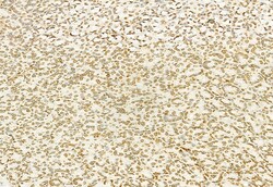 Invitrogen MT2A Polyclonal Antibody 100 &mu;L; Unconjugated:Antibodies,