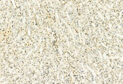 Invitrogen MT2A Polyclonal Antibody 100 &mu;L; Unconjugated:Antibodies,