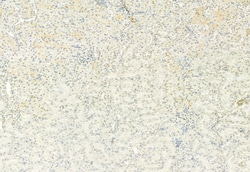 Invitrogen MT2A Polyclonal Antibody 100 &mu;L; Unconjugated:Antibodies,