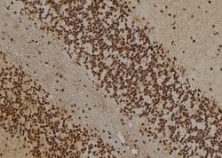 Invitrogen WDR5 Polyclonal Antibody 100 &mu;L; Unconjugated:Antibodies,
