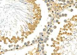 Invitrogen WDR5 Polyclonal Antibody 100 &mu;L; Unconjugated:Antibodies,