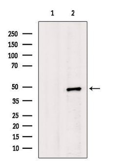 Invitrogen WDR5 Polyclonal Antibody 100 &mu;L; Unconjugated:Antibodies,