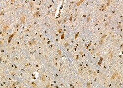 Invitrogen Ubiquitin Polyclonal Antibody 100 &mu;L; Unconjugated:Antibodies,